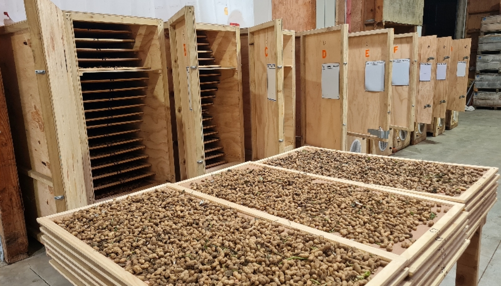 Peanuts drying before being roasted.