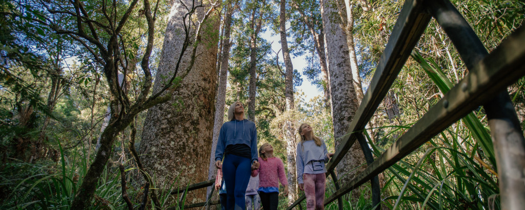 Five reasons the Northland Journey, the Ancient Kauri Trail, is perfect for tree lovers 
