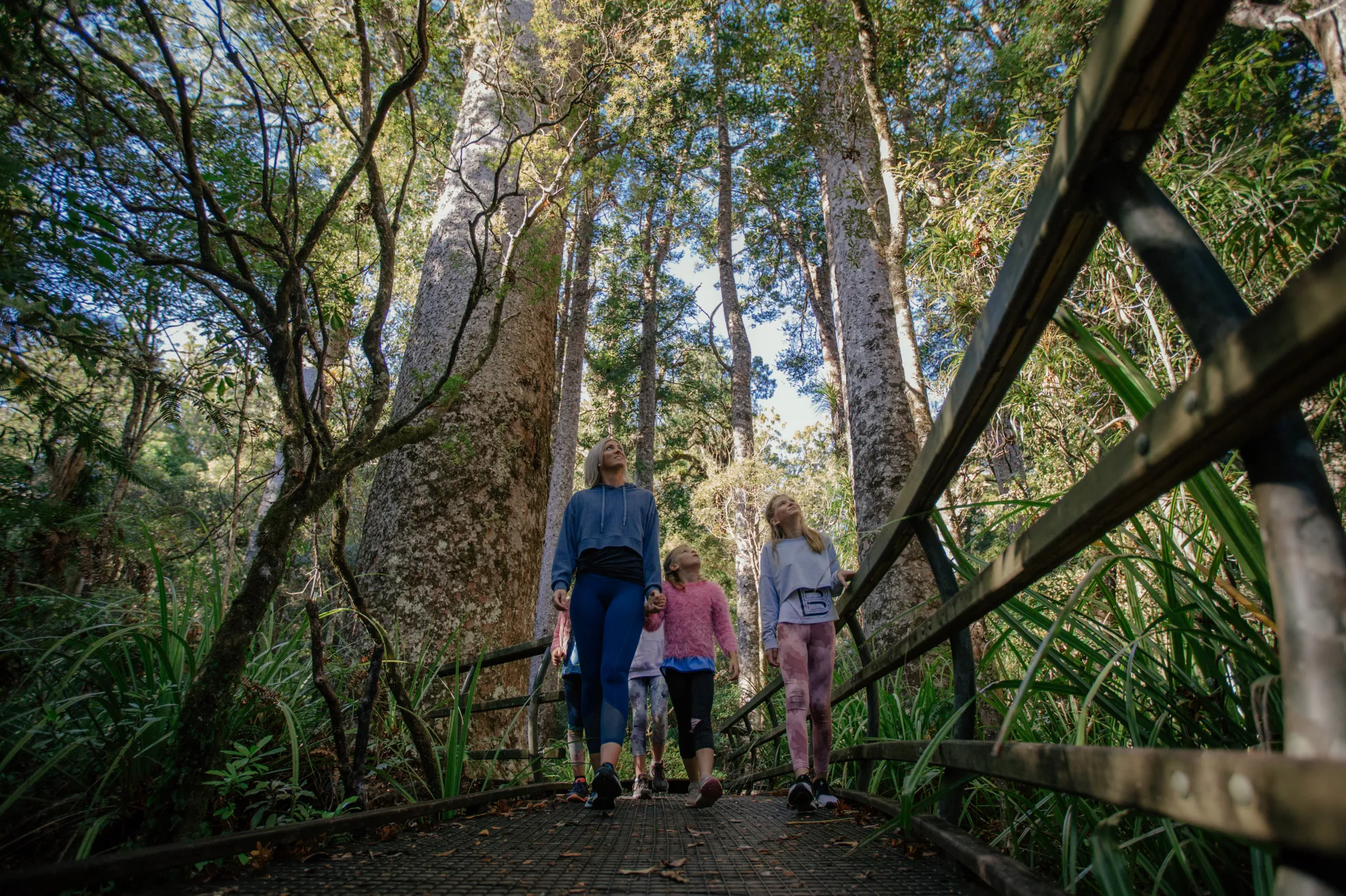 Ancient Kauri Trail Header